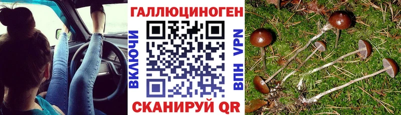 где купить   Москва  Галлюциногенные грибы Psilocybe 